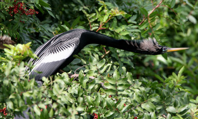 Anhinga male