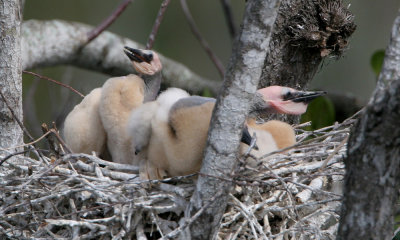 Anhinga chicks