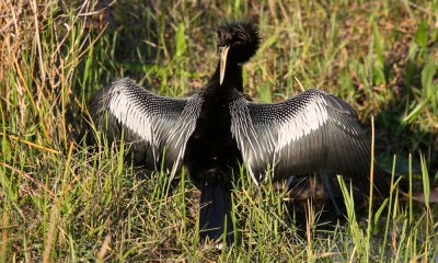 Anhinga male