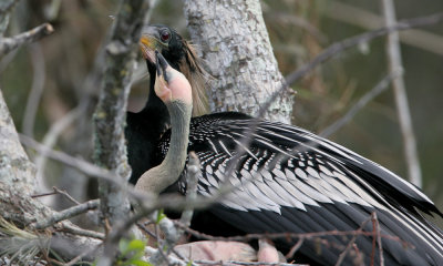 Anhinga male with chicks