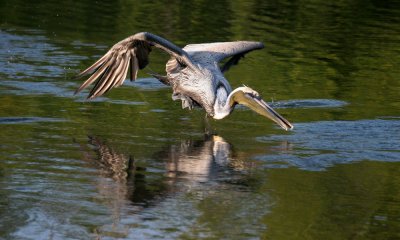 Brown pelican