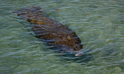 Florida manatee