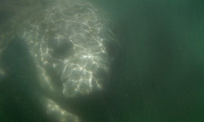 Florida manatee