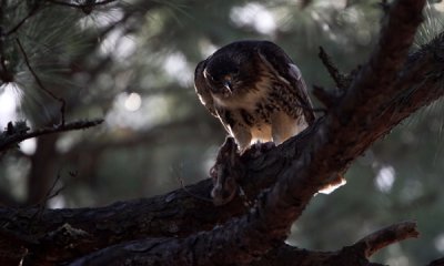 Red-tailed hawk with grey squirrel