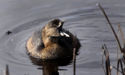 Pied-billed grebe