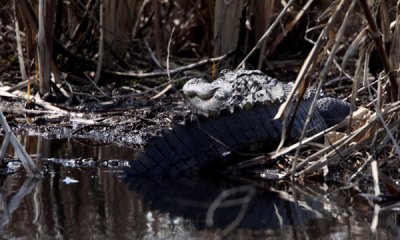 American alligator