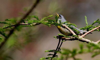 Myrtle warbler