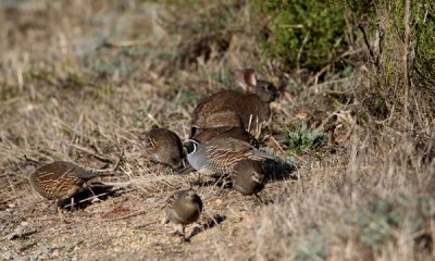 California quail with bush rabbit