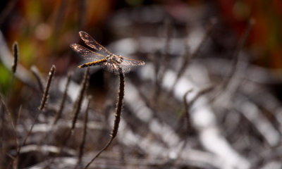 Dragon fly