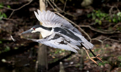 Black-crowned night heron