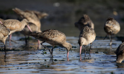 Dunlin