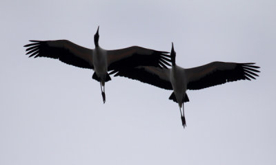 Wood storks