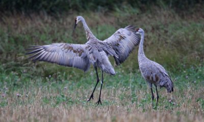 Sandhill cranes