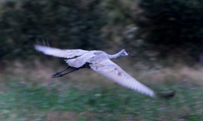 Sandhill crane