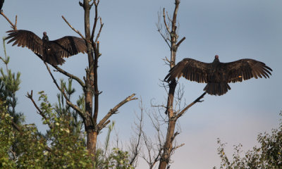 Turkey vulture