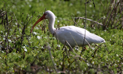 White ibis