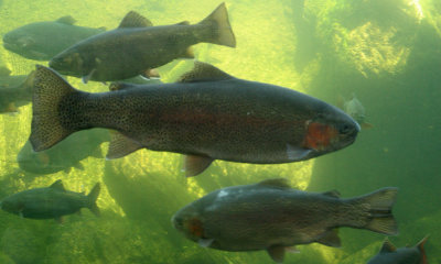 Brook trout, N. Am.