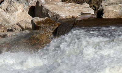 Rainbow trout, N. Am.