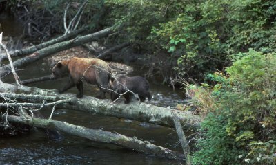 Grizzly bear with cubs