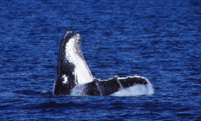 Humpbacked whale