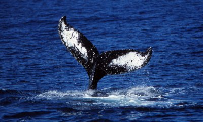 Humpbacked whale