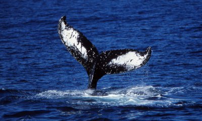 Humpbacked whale