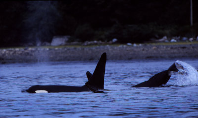 Orca pod