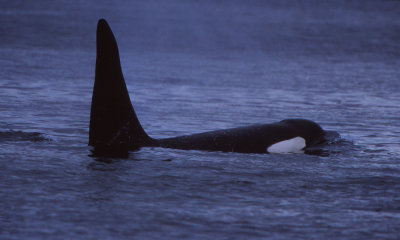 Orca male