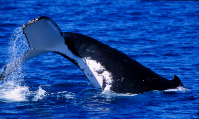 Humpbacked whale