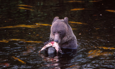 Grizzly bear with pink salmon