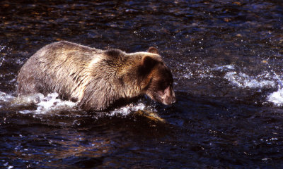 Grizzly bear with pink salmon