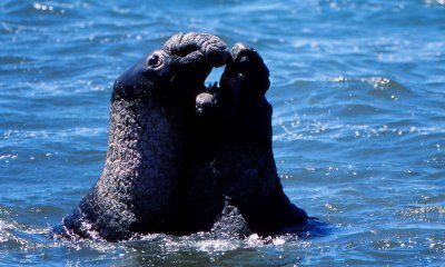 Elephant seals fighting