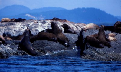 Steller sealions with Caliifornia sealions