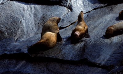Steller sealions