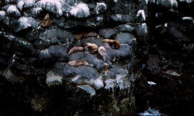 Steller sealions