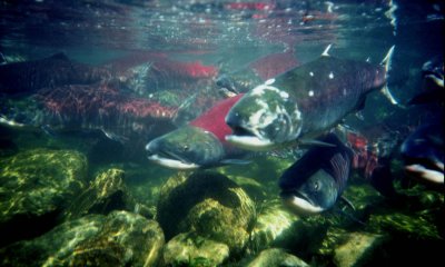 Sockeye salmon spawning