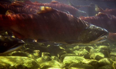 Sockeye salmon spawning