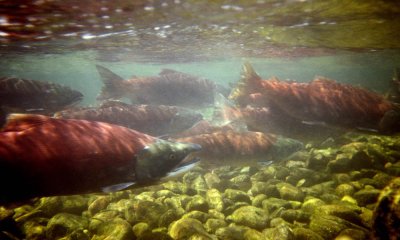 Sockeye salmon spawning