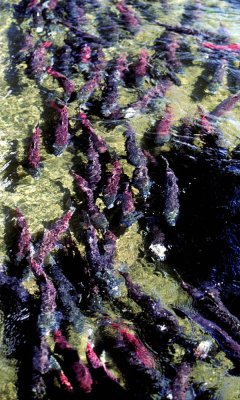 Sockeye salmon spawning