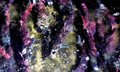 Sockeye salmon spawning