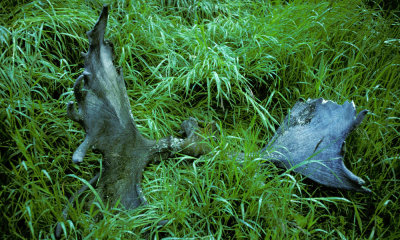 Moose antlers, Katmai NM