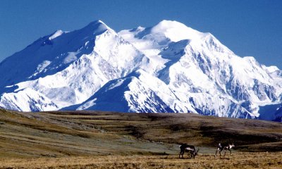 Mount McKinley with caribou