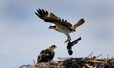 osprey