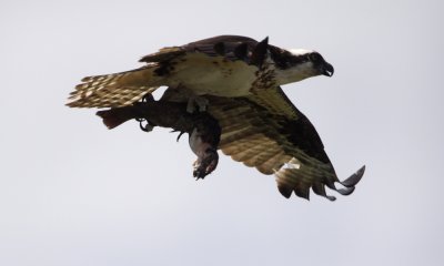 osprey