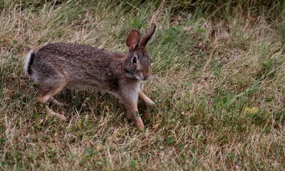 Cottontail Rabbit (species)