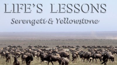Life's Lessons: Serengeti and Yellowstone