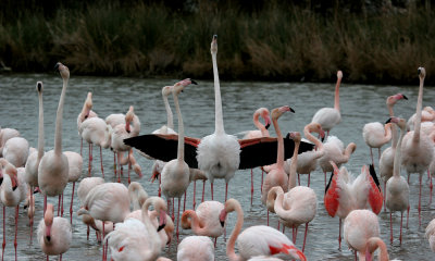 Greater flamingo