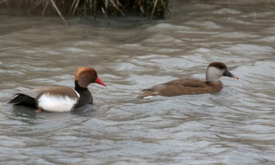 Red-breasted pochard