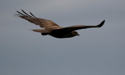 Black kite