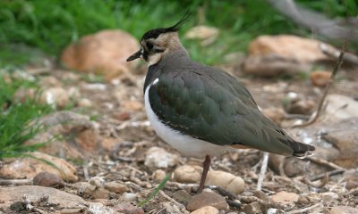 The Wide World of Birds